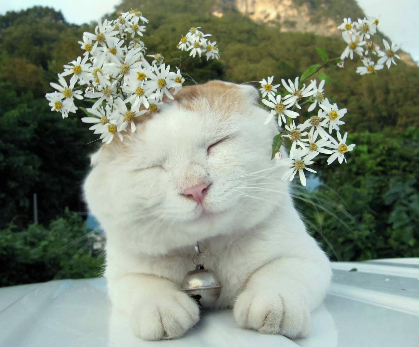 猫咪夏天中暑了怎么在家治疗,夏天猫咪中暑