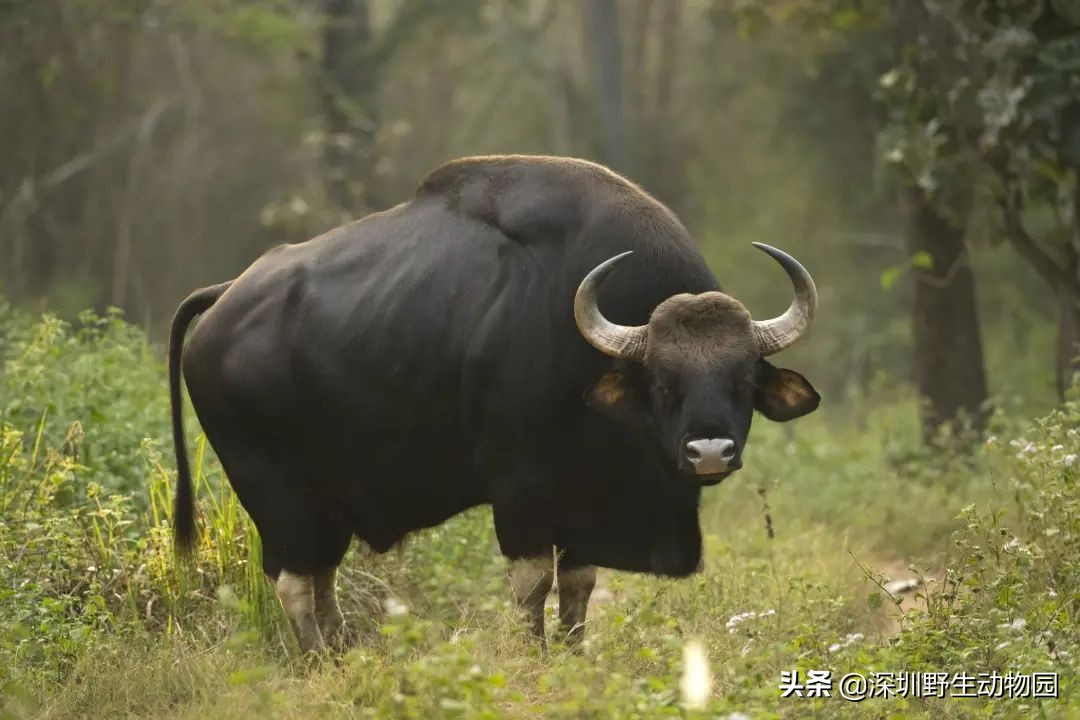 牛科动物的分类史,牛属动物分类