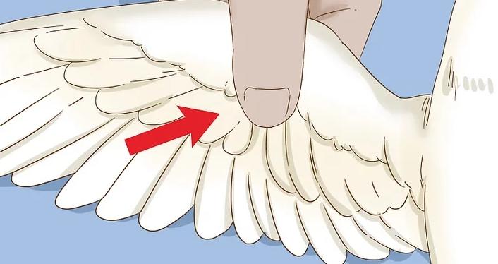 雏鸟羽毛有屎怎么处理,雏鸟翅膀羽根有血