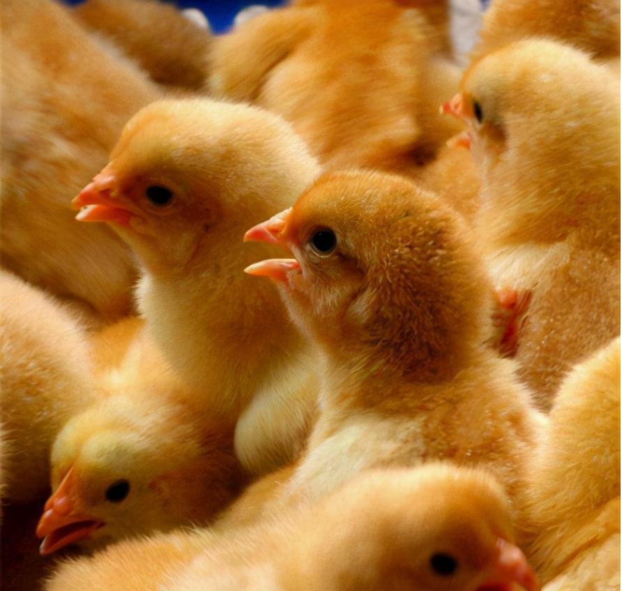 小鸡不吃饭了怎么治,小鸡不吃饭怎么办