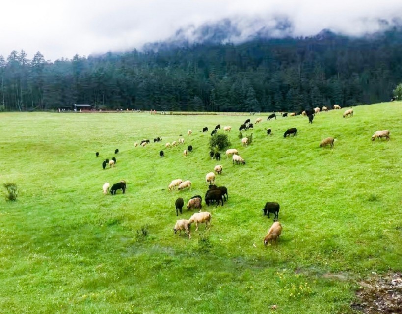 关于春草诗词,关于春草的诗句大全简单