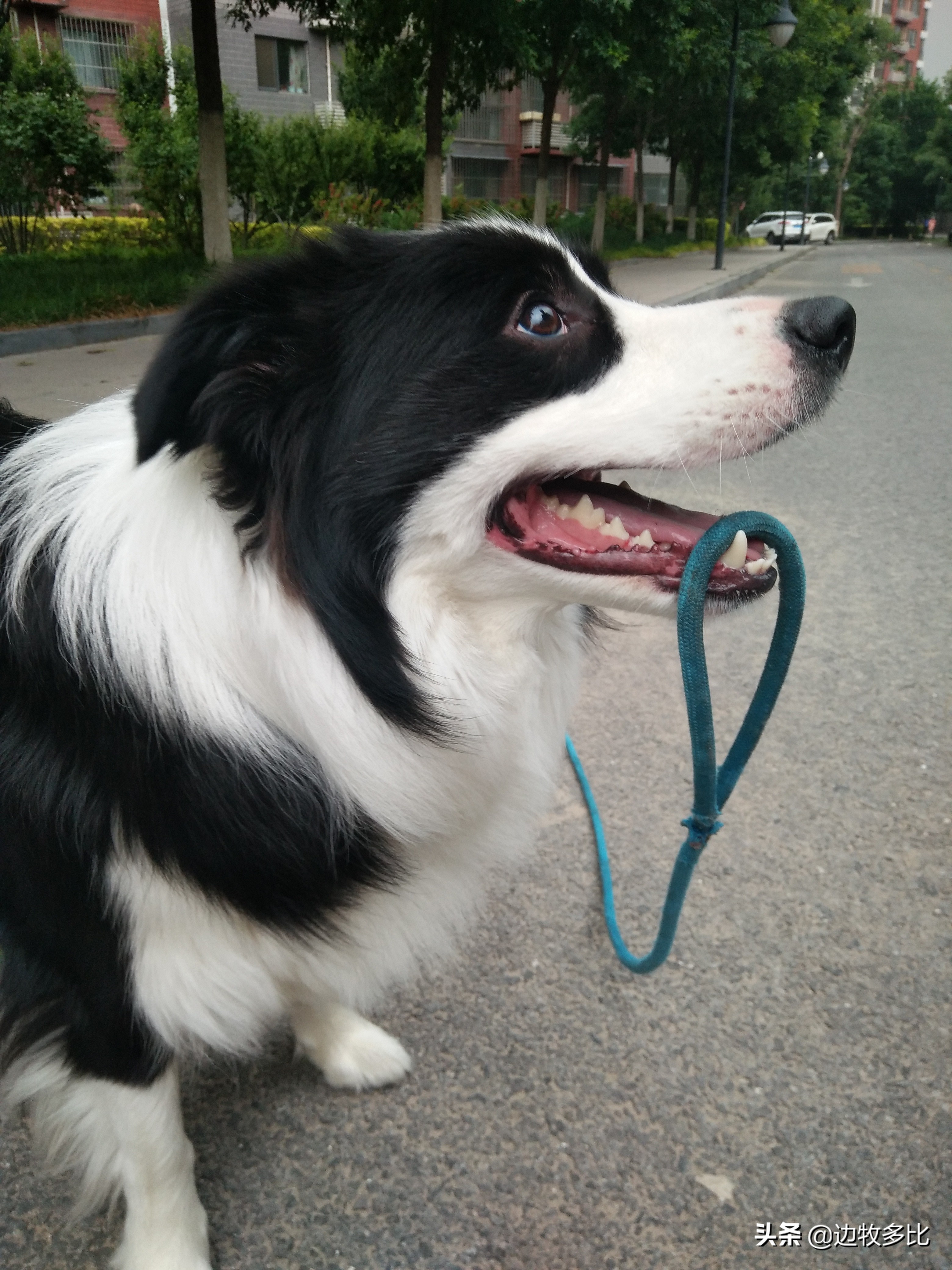 狗狗突然在家乱尿怎么纠正,如何掩盖狗狗尿尿的记号