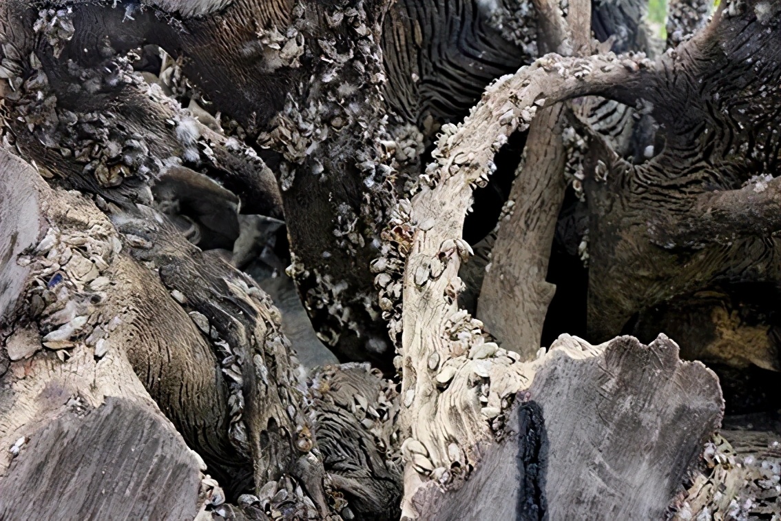 珠三角以西，漠*江阳**金三角茁壮生长