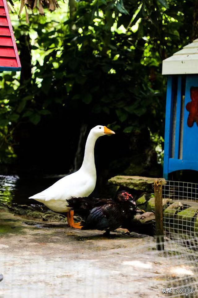 三亚丽思卡尔顿可以参观吗,三亚丽思卡尔顿适合带孩子吗