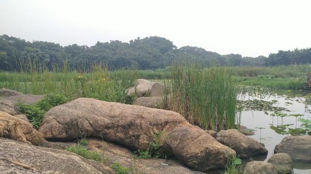 中山崖口美食推荐,崖口村煲仔饭云吞团购