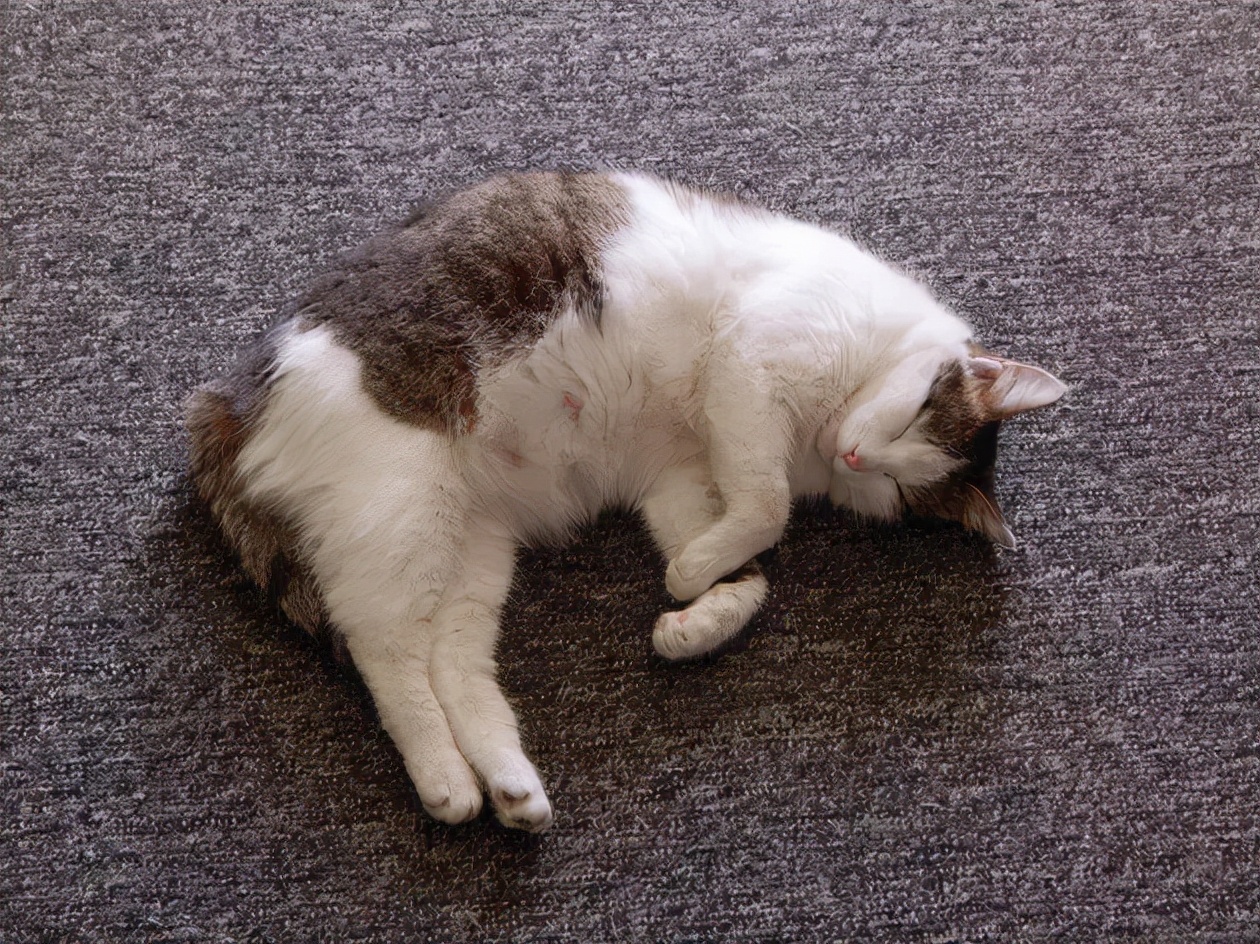 10个你不知道的宠物超自然行为,10个你不知道的猫咪知识