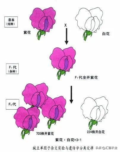 为什么种子公司的种子不能留种,农业种子为什么不能自留