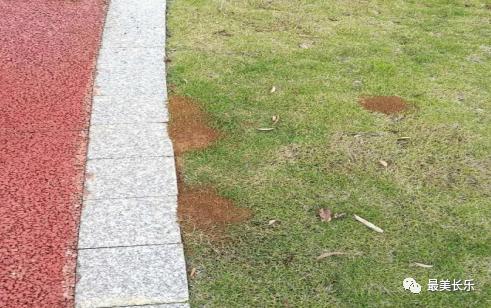 红火蚁最近发生的事,警惕红火蚁危害蔓延扩散