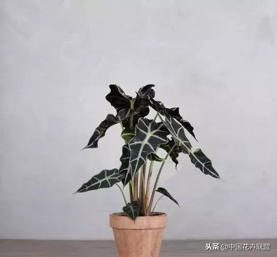 打翻了调色盘的花,打翻了调色盘的美景