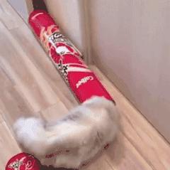 猫是一种液体吗看完长知识了,猫是液体猫咪吗