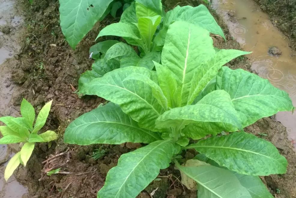 动物病毒感染怎么治疗,植物病毒病解决方案