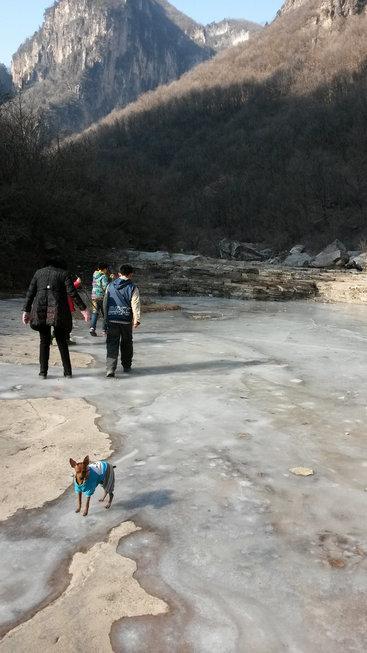 伸舌头的小鹿犬,爱洗澡的小鹿犬