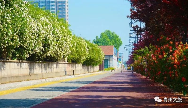 花满青州——初夏清浅微风起，蔷薇月季满城香
