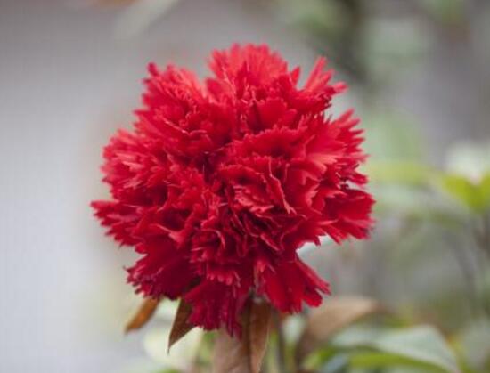 盆栽康乃馨需要什么肥料怎么使用,专家讲解康乃馨施肥的正确方法