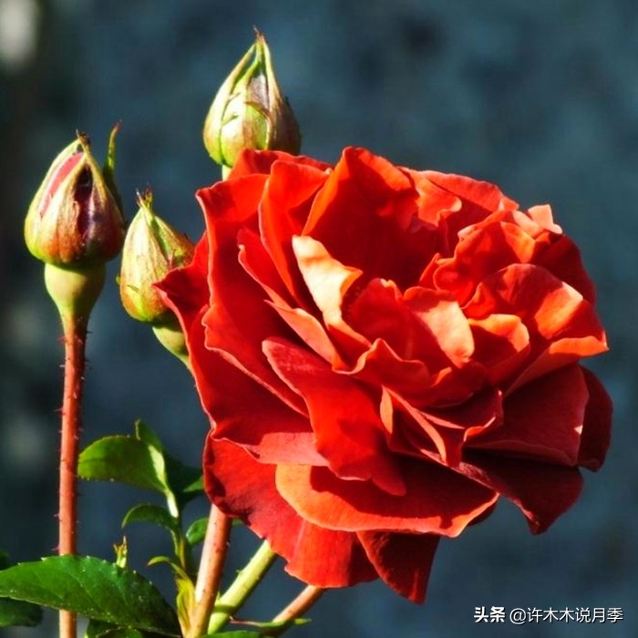 新手月季种植手册，牢记这6点，不死苗、开花多。新手收藏备用