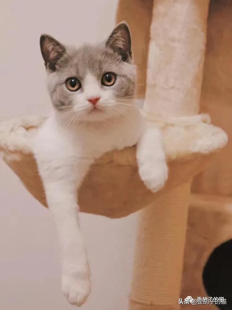 如何看出猫咪年龄有多大,如何判断猫咪的年龄