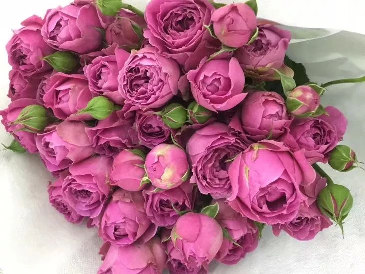 一篇文章带你认识三亚40种花,鲜花图鉴一次性认识30种玫瑰花