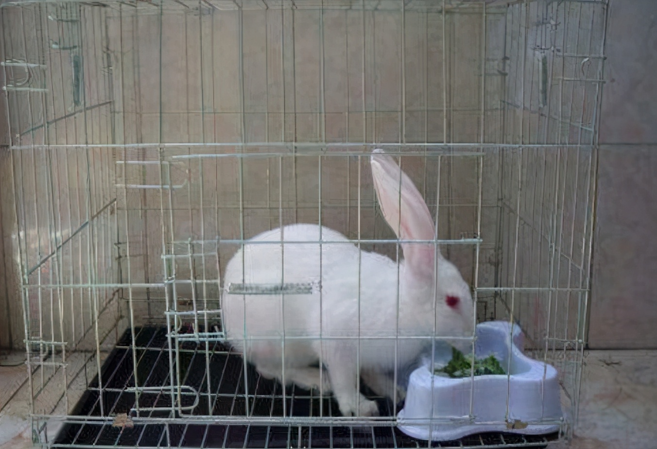 兔子球虫病在哪里买药,兔子球虫疫苗去哪里买