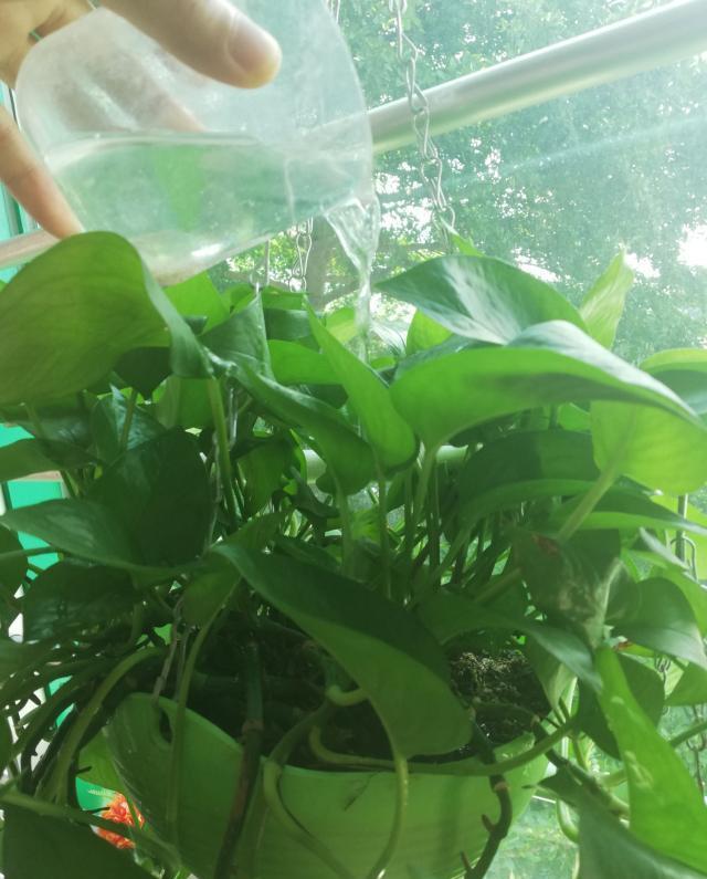 如何保持绿萝的叶子长得更旺盛,绿萝叶片巴掌大