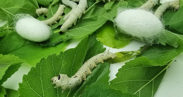 民间吉祥元素之“春蚕”的寓意及“丝绸”的文化价值