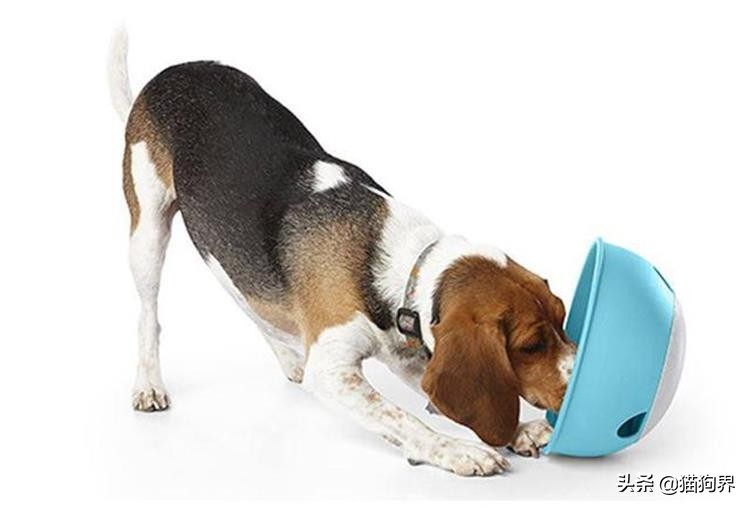 比格犬与巴尔干猎犬狩猎哪个好用,比格犬怎样训练成为猎犬