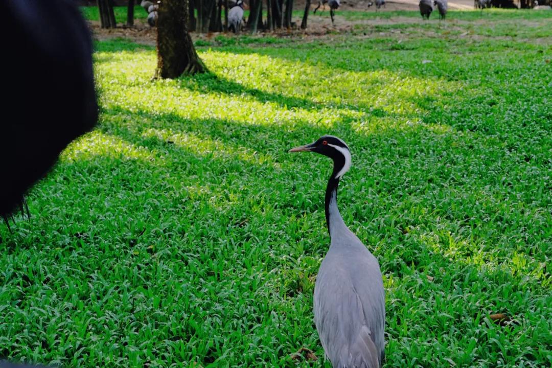 广州长隆购买攻略,广州长隆游玩攻略必买