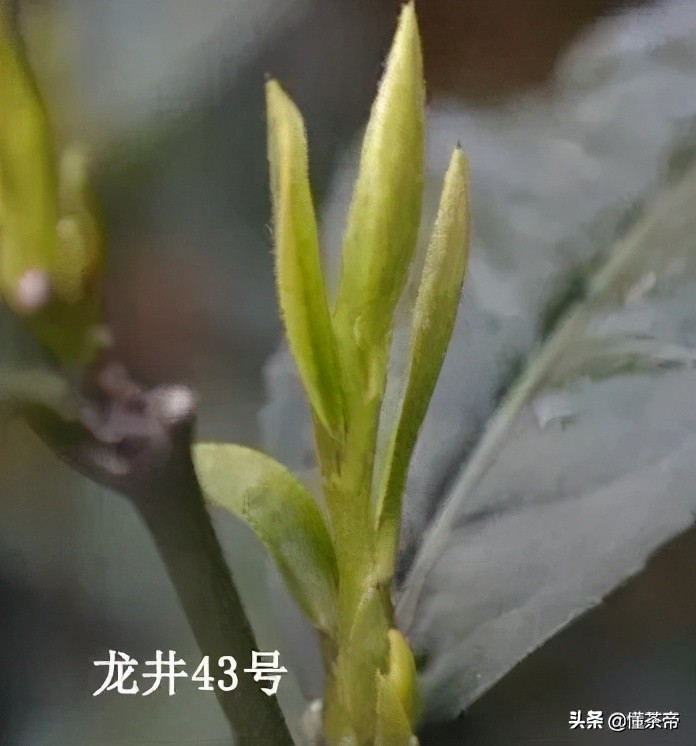 如何选正宗西湖龙井,正宗西湖龙井知识