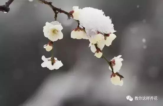冬季北方房间适合养的木本花,这5种花随便养