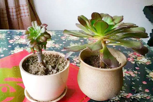 五月份法师多肉砍头可以扦插吗,多肉碧桃砍头扦插多久能生根服盆