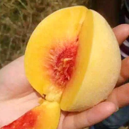 女性吃桃子能补血？营养师：夏季吃桃子，别犯这几个致命的错误