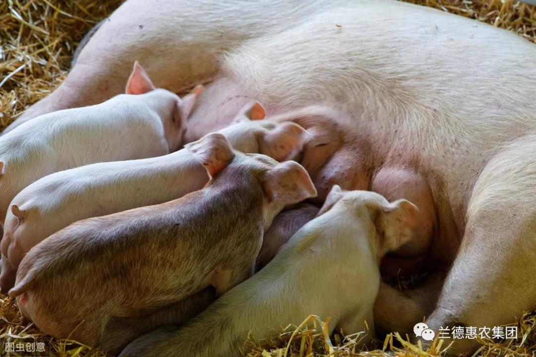 母猪为什么没有奶水？母猪产后没奶怎么办？