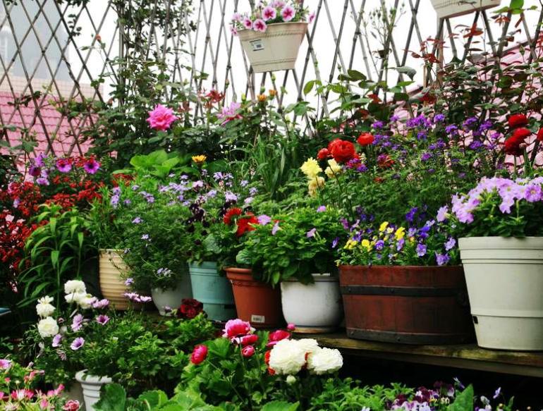 我家的江南风光,小小碗莲,自在清香淡雅,真的好看极了