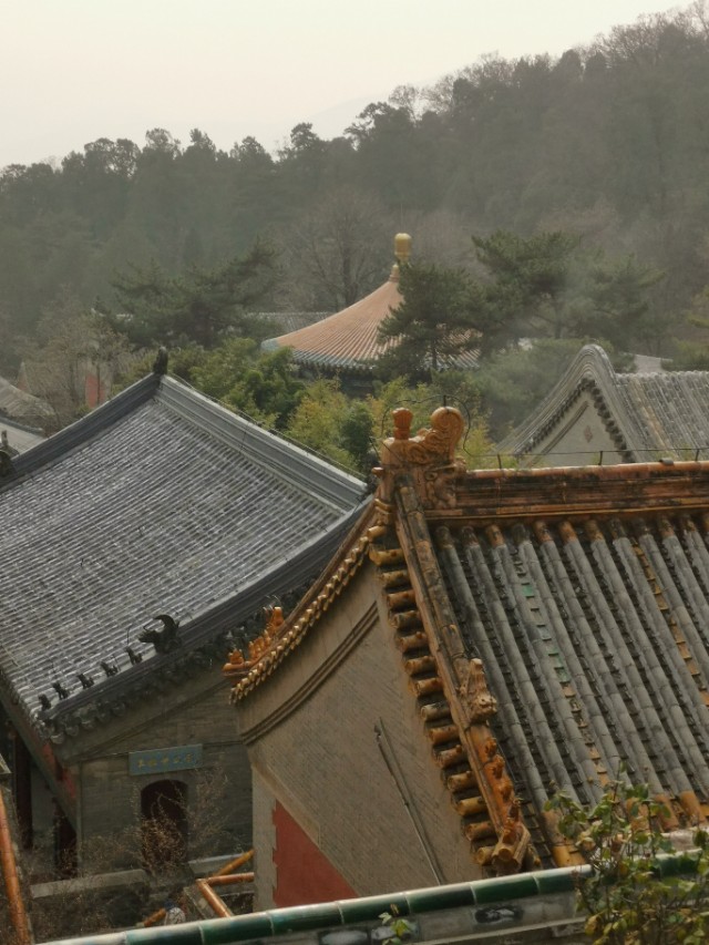 示单ll身体的疼痛是关在笼子里的猴子