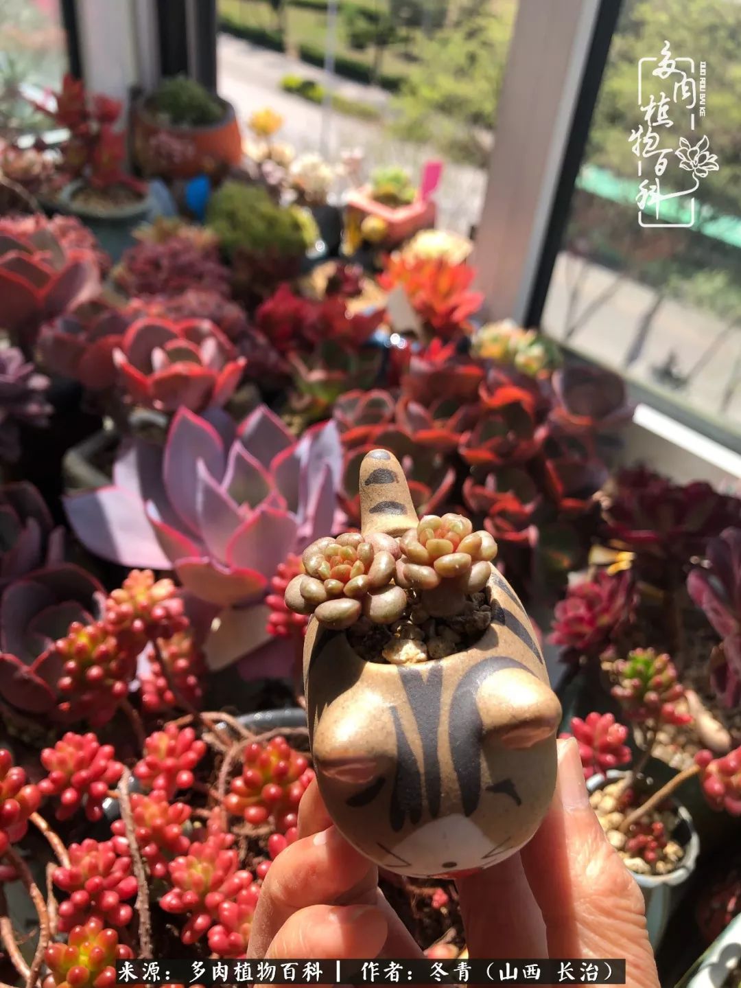 新手养多肉知道这4点打好基础,阳台上养多肉的正确方法