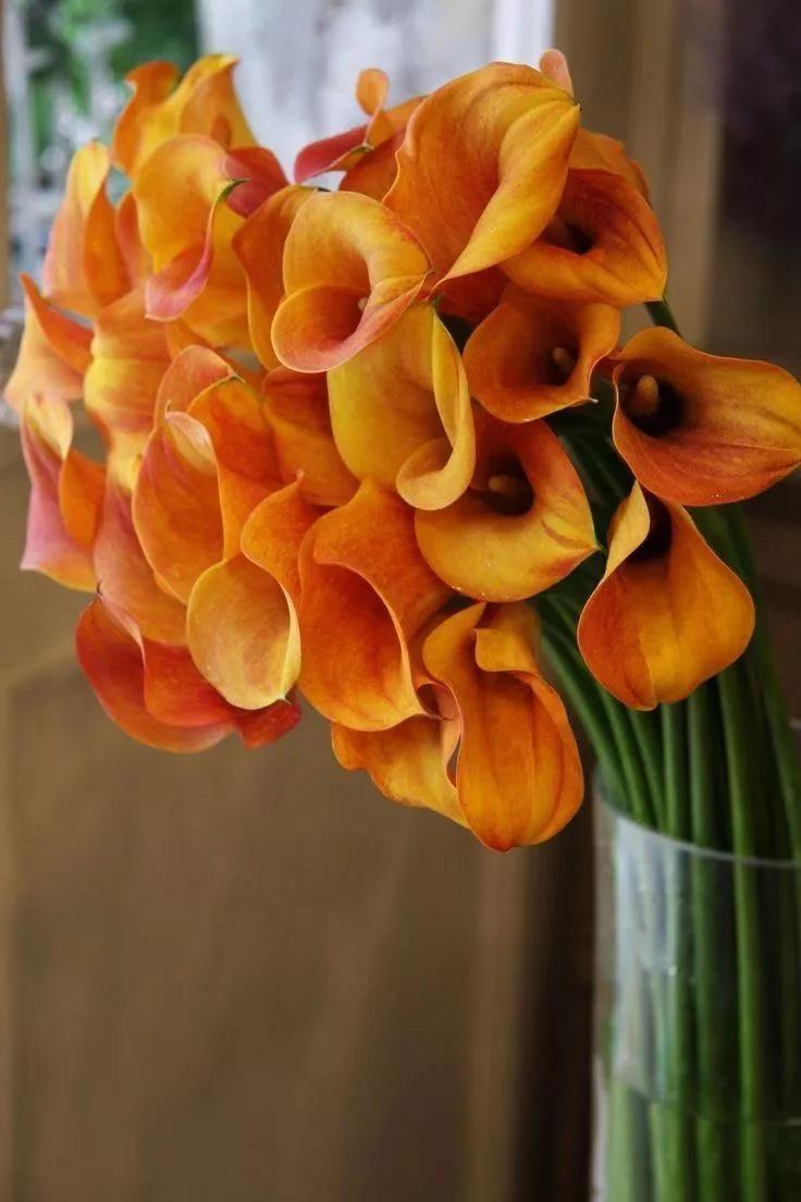 买花的套路和策略,买花的三个陷阱