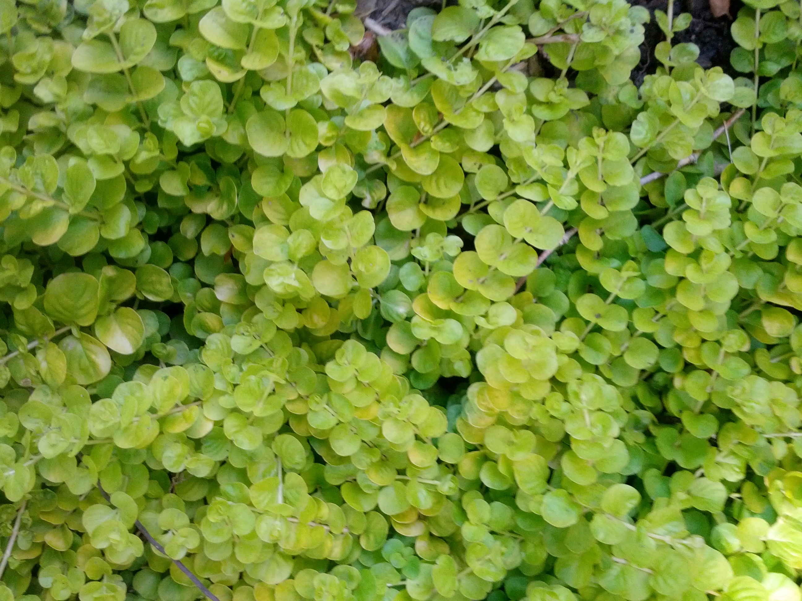 生日鲜花用哪几种花,代表友谊长存和生日快乐花语的花