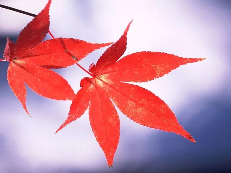 加拿大萨省优势那么多，为什么不去萨省移民