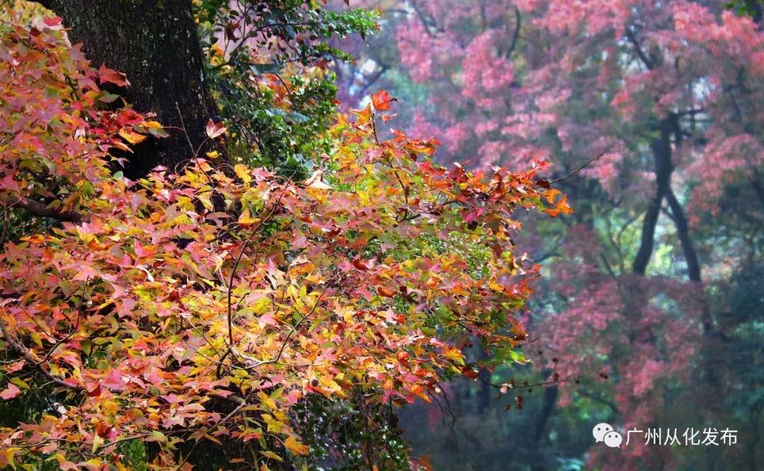 从化旅游度假推荐,从化旅游攻略从化一日游必去景点