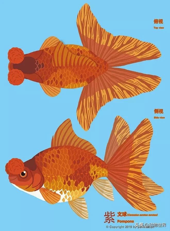 绒球金鱼品种图解,金鱼的品种图片大全大图