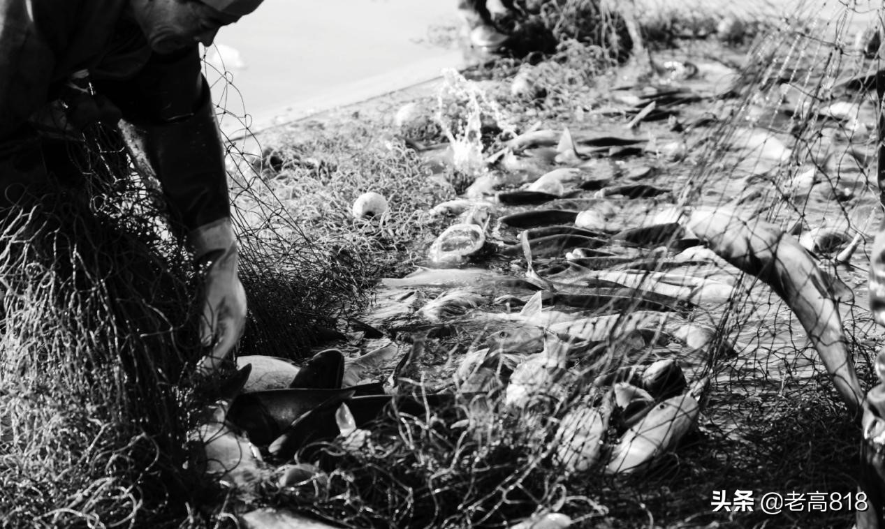 今日北塘海鲜,北塘海鲜扬帆起航