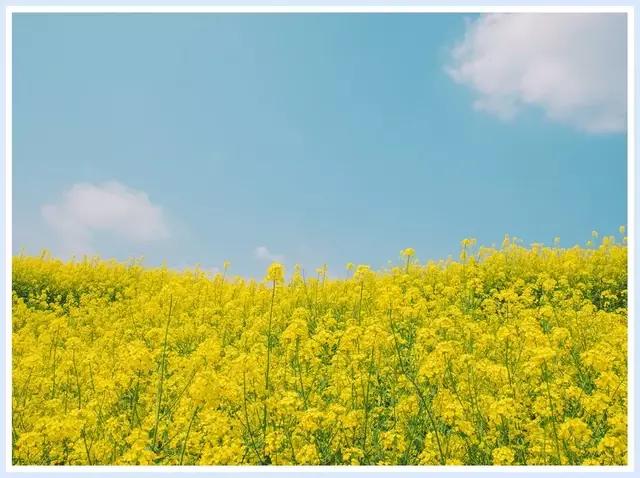 魔都赏花旅游攻略,魔都春季赏花好地方