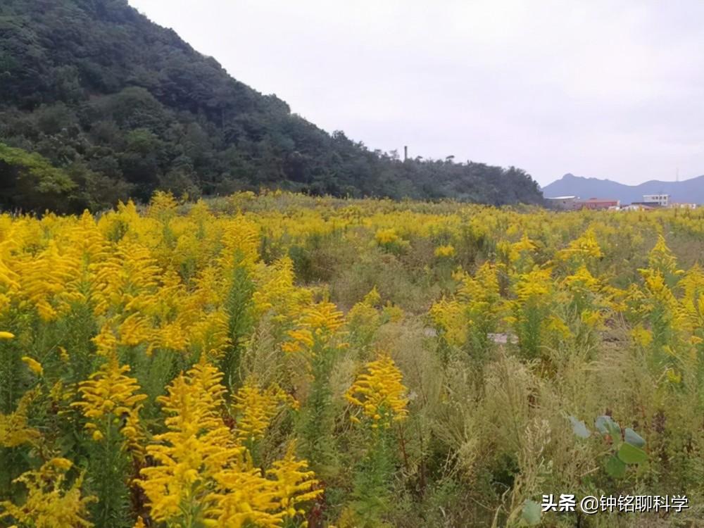 加拿大一枝黄花入侵浙江多地,加拿大一枝黄花有没有入侵福建