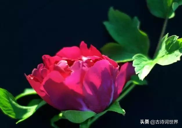 古诗中赞美牡丹的诗句有哪些,我见过雍容华丽的牡丹阅读答案