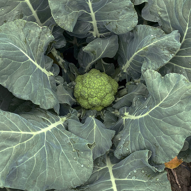 高产价值高的蔬菜,好吃好种又高产的蔬菜
