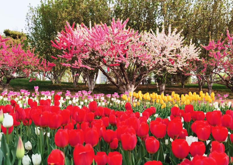 北京丰台五一旅游最佳去处,丰台区赏花景点