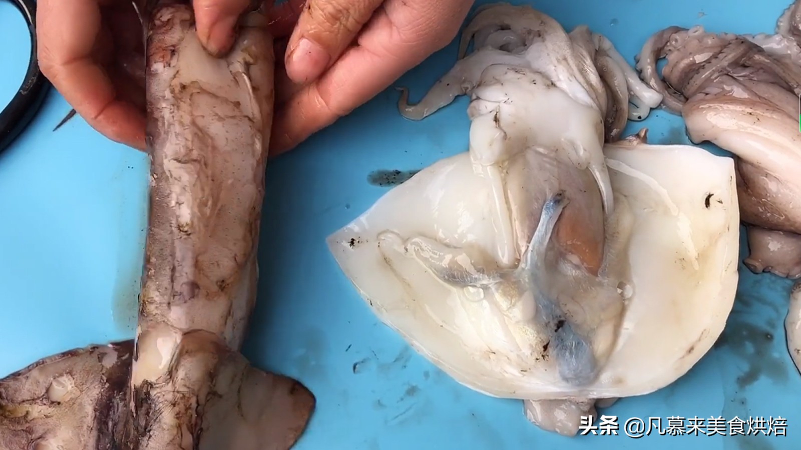 海兔八爪鱼墨鱼鱿鱼的区别,鱿鱼海兔八爪鱼三者之间区别