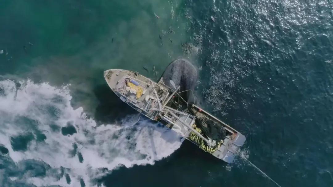 豆瓣2.5分神作,豆瓣9.5分的神作不该如此小众