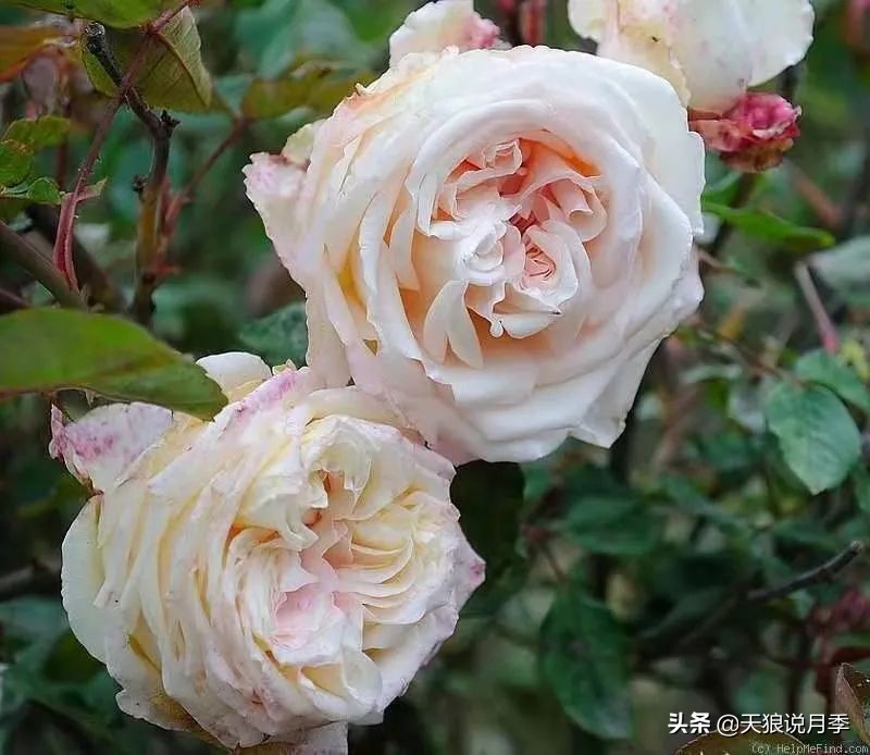 怦然心动的万人迷月季，原来从它而来（二）