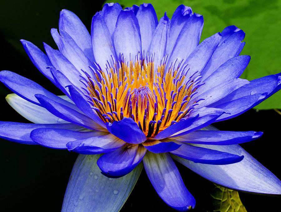 特别好养的睡莲开花非常惊艳,睡莲开花非常漂亮而且很好养