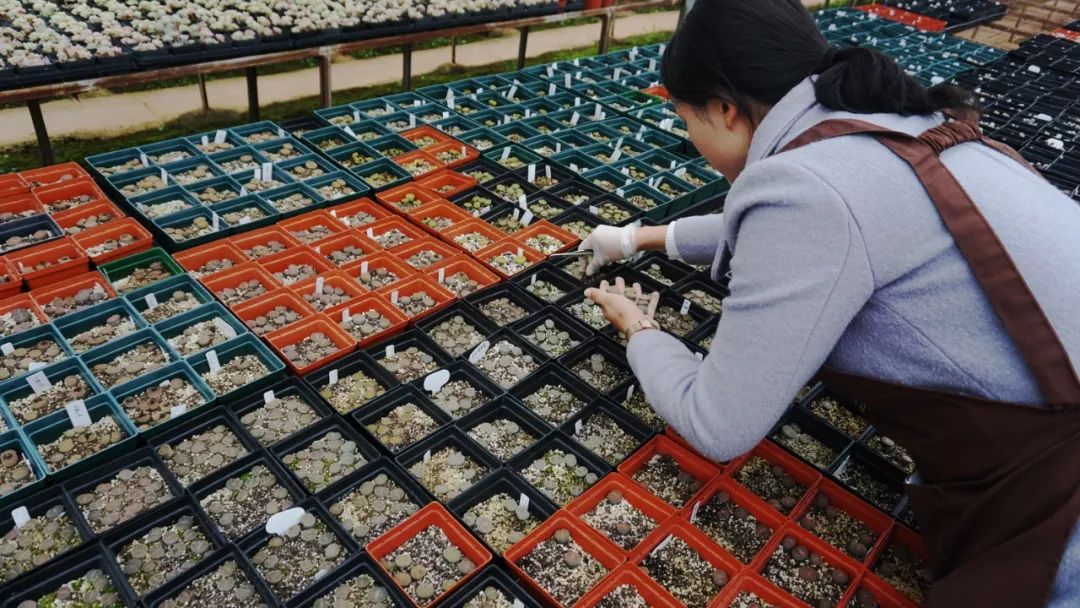 多肉基地批发生石花直播,多肉生石花直播销量第一名
